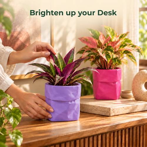 Dopamine desk pots (Set of 2)