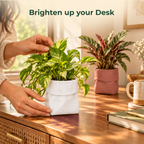 Dopamine desk pots (Set of 2)