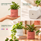 Dopamine desk pots (Set of 2)