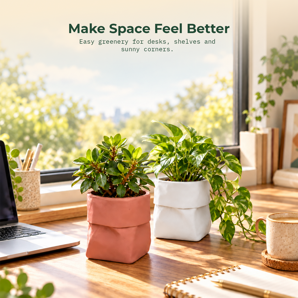Dopamine desk pots (Set of 2)
